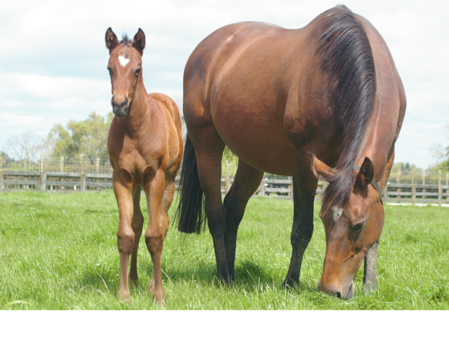 Breeding Basics 2 Breeding options and pregnancy